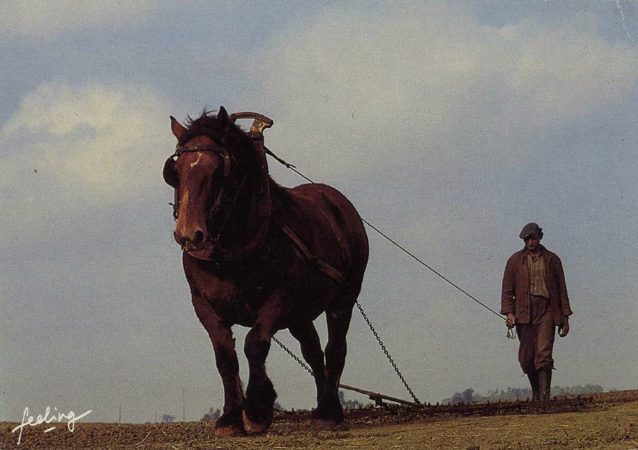 ChevalDeFerme